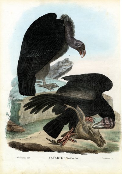 Vultures by Raimundo Petraroja